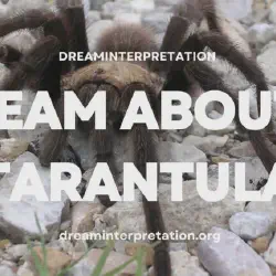 /img/19466-pet-tarantula-dream-tarantula.webp