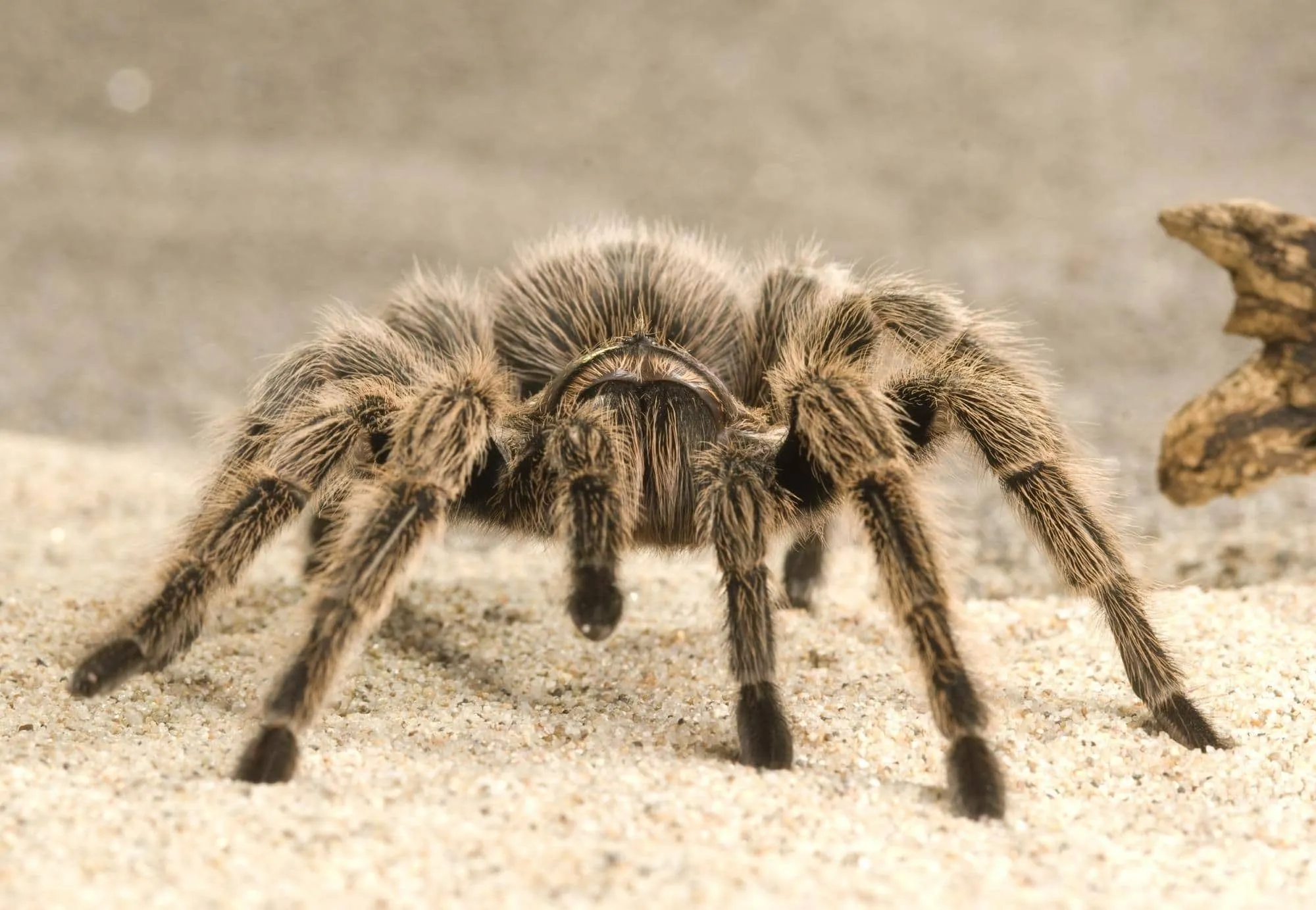 19466 pet tarantula dream temperature