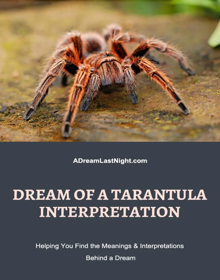 19466 pet tarantula dream water
