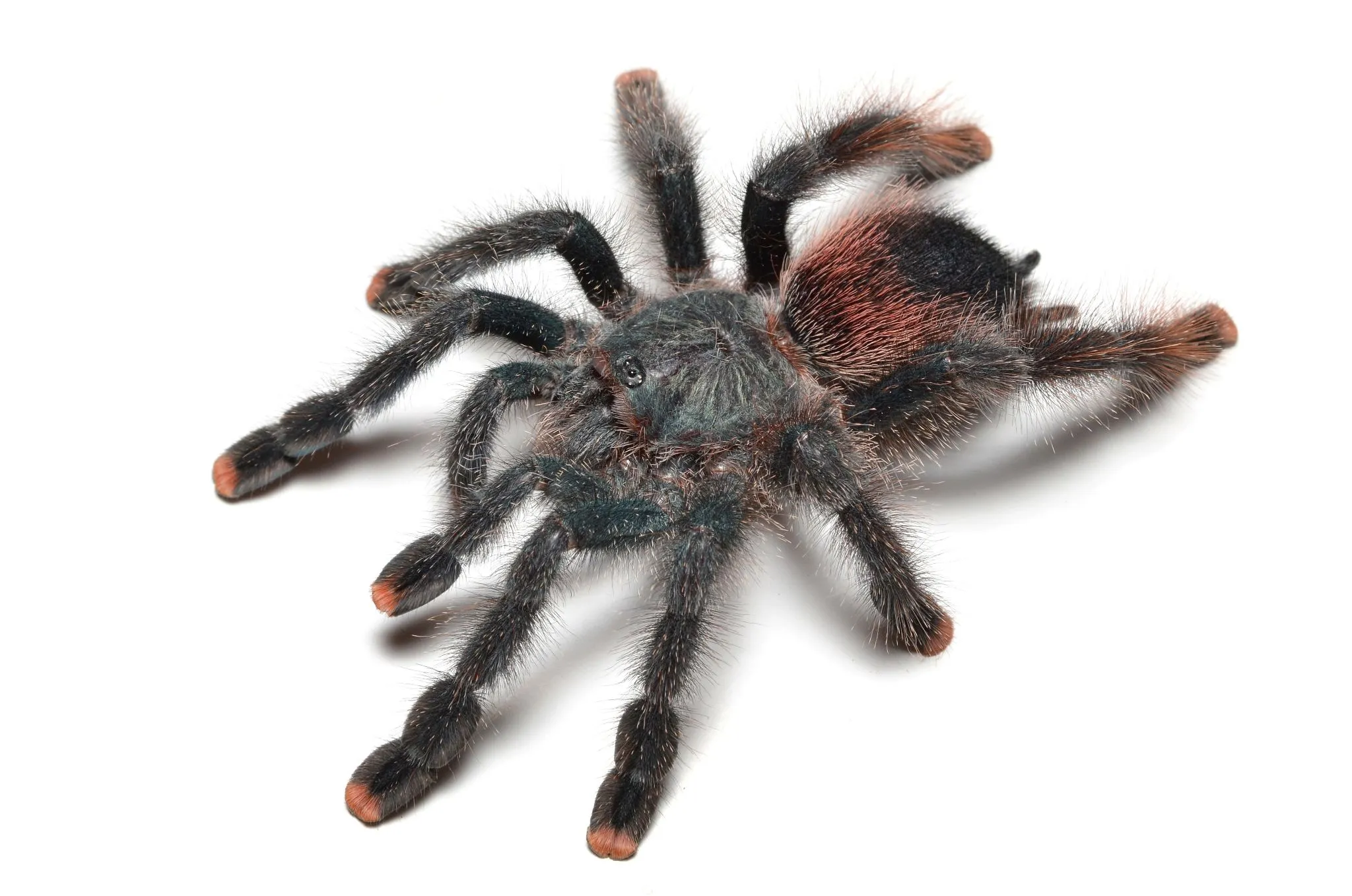19467 pink toe tarantula molting