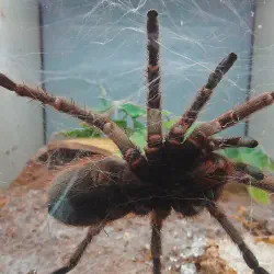/img/19467-pink-toe-tarantula-substrate.webp
