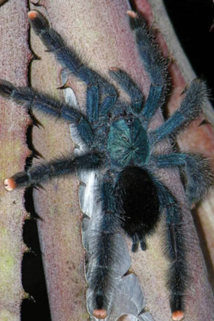 19467 pink toe tarantula water