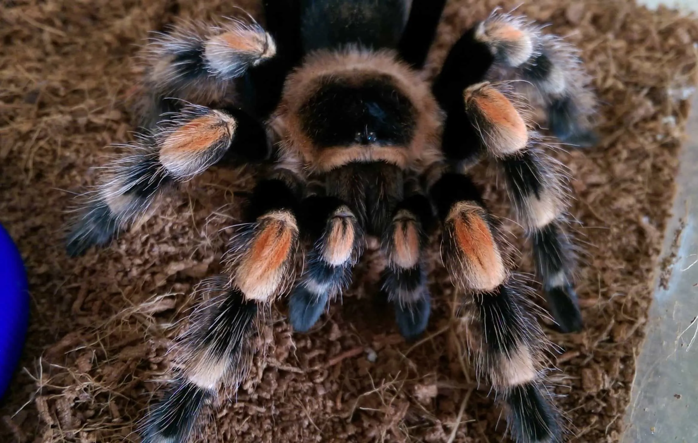 19468 red knee tarantula feeding