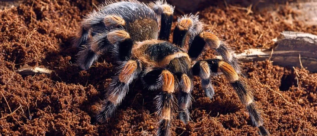 19468 red knee tarantula growth