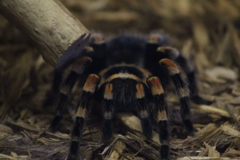19468 red knee tarantula handling