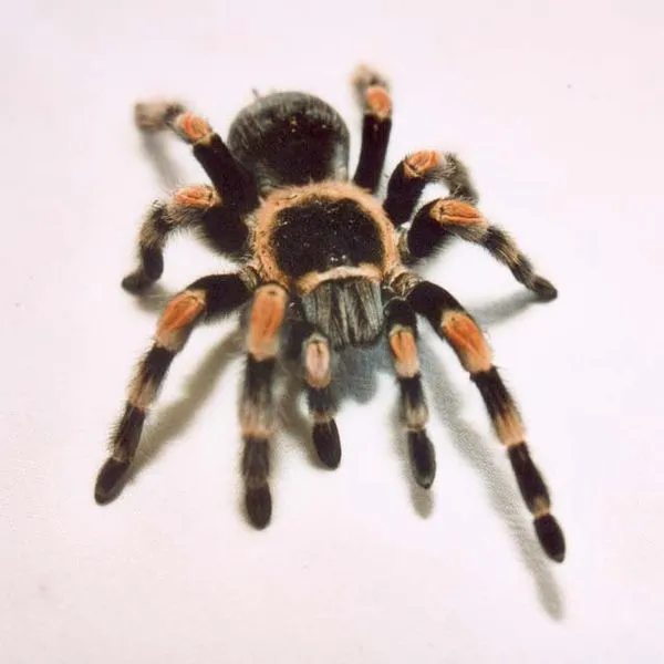 19468 red knee tarantula molting