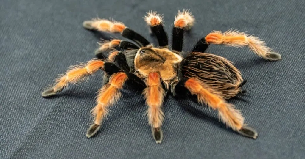 /img/19468-red-knee-tarantula-veterinarian.webp