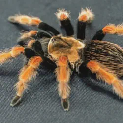 /img/19468-red-knee-tarantula-veterinarian.webp