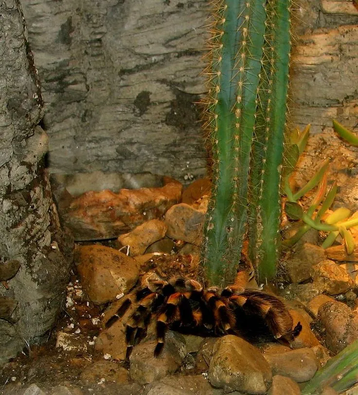 19468 red knee tarantula water