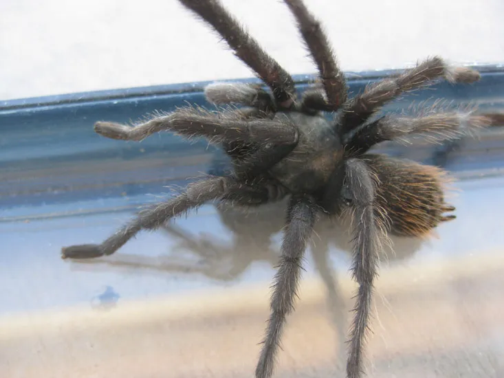 19469 tarantula migration arizona breeding