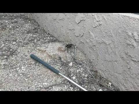 /img/19469-tarantula-migration-arizona-conservation.webp