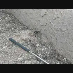 /img/19469-tarantula-migration-arizona-conservation.webp