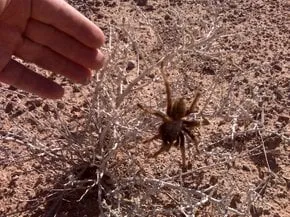 19469 tarantula migration arizona male