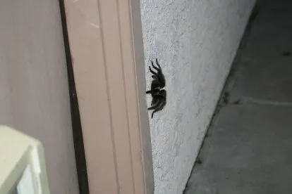 19469 tarantula migration arizona mating