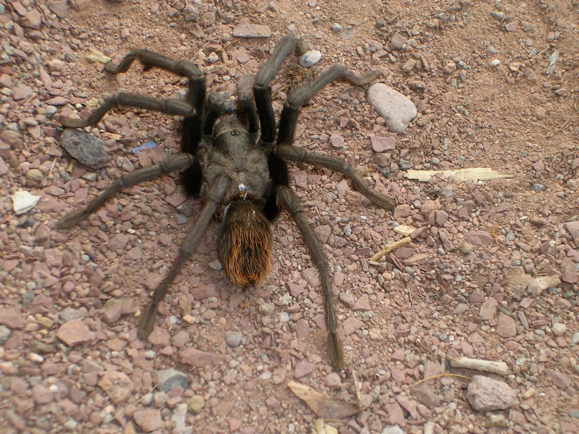 19469 tarantula migration arizona overview