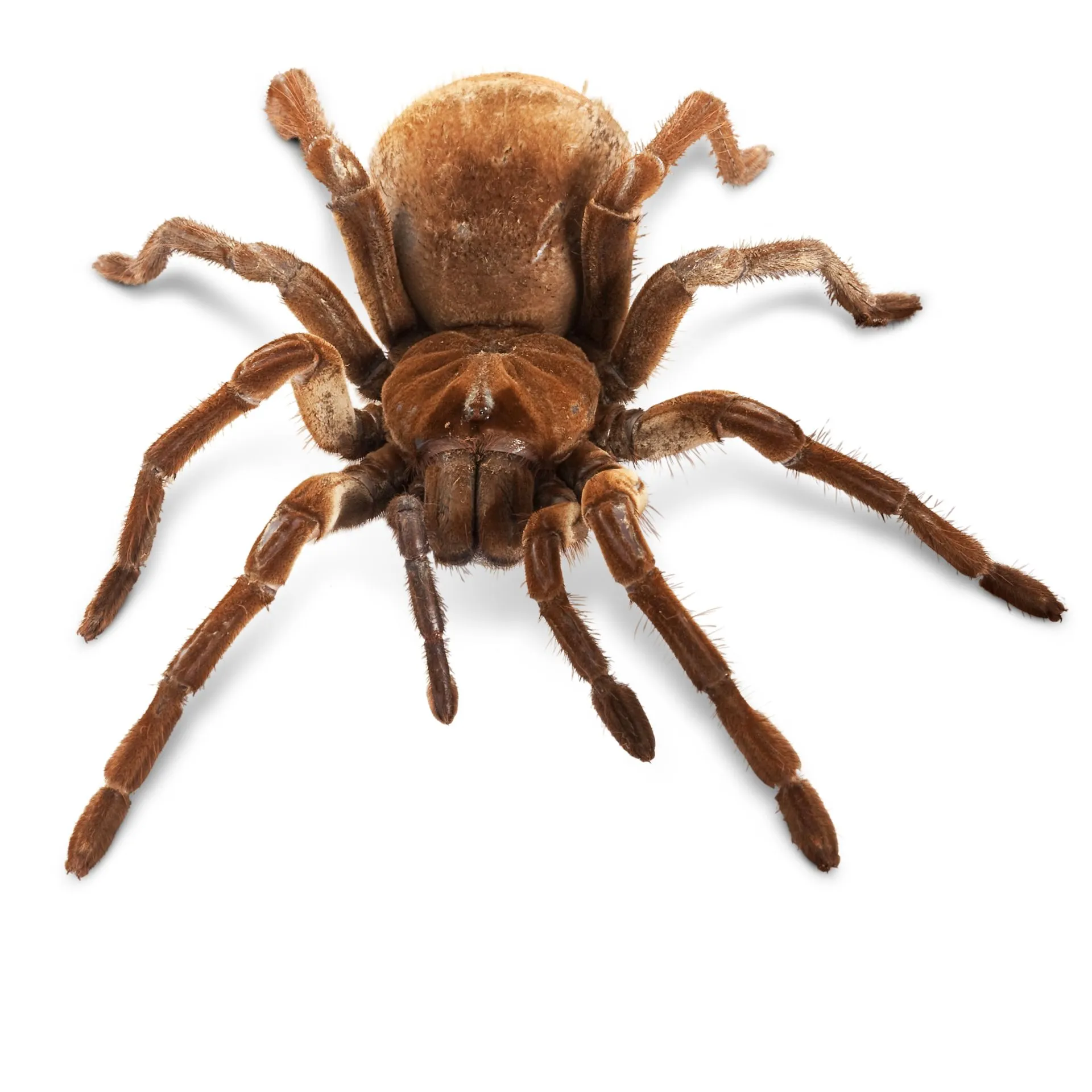 /img/19470-goliath-birdeater-tarantula-conclusion.webp