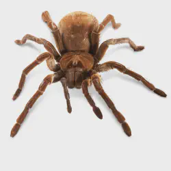 /img/19470-goliath-birdeater-tarantula-conclusion.webp