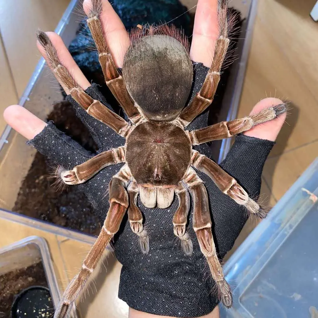 19470 goliath birdeater tarantula feeding