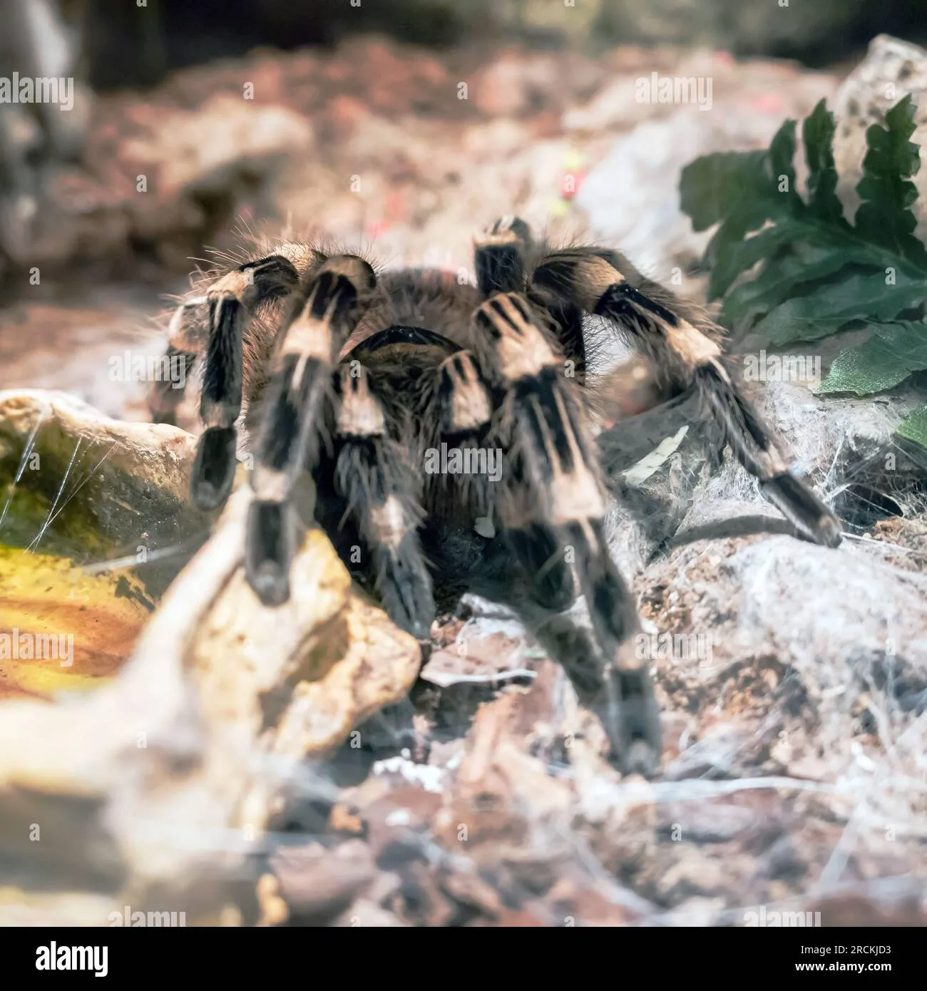 19470 goliath birdeater tarantula habitat