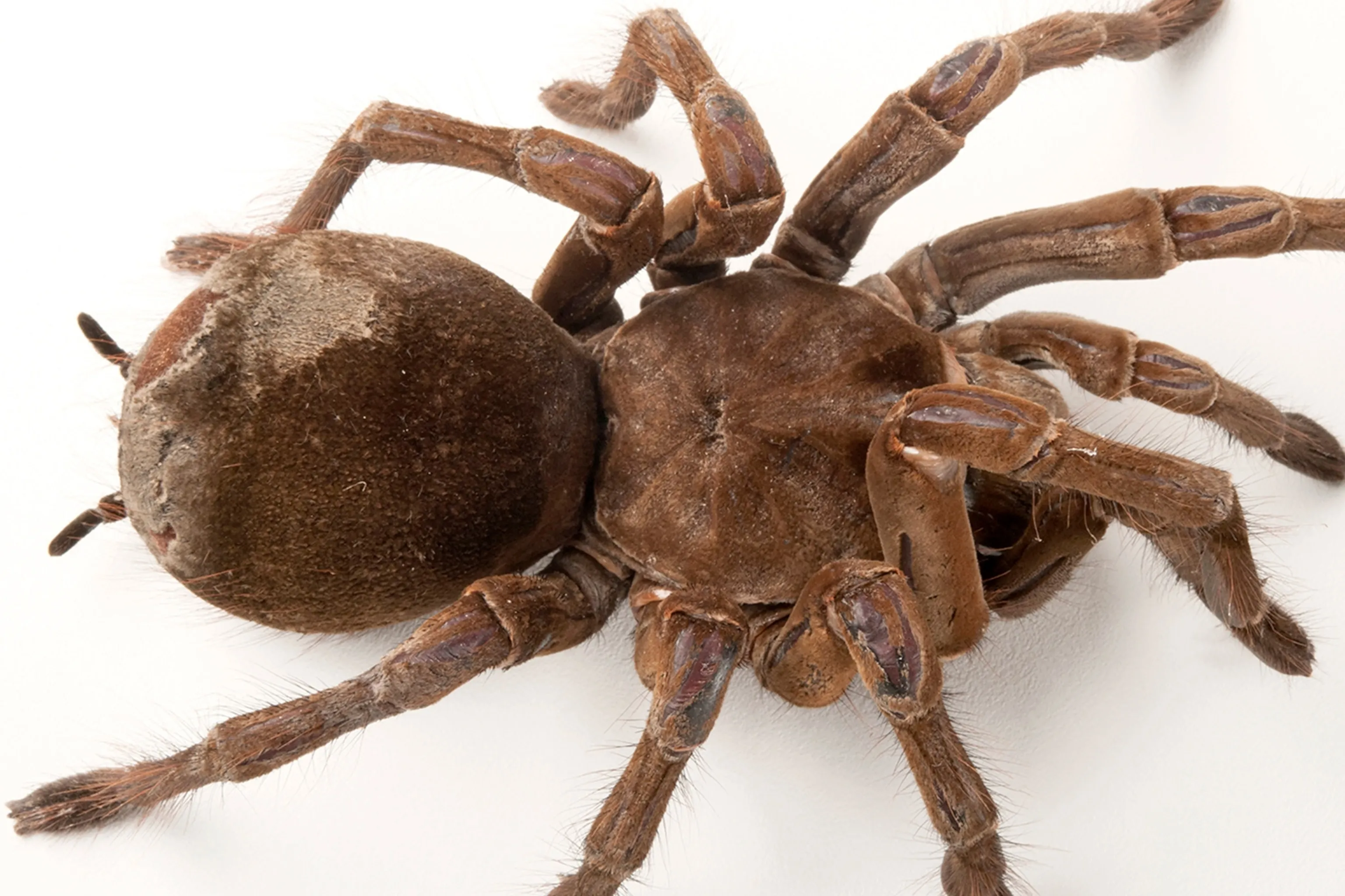 19470 goliath birdeater tarantula handling