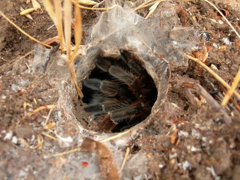 19471 bromeliads tarantula enclosure