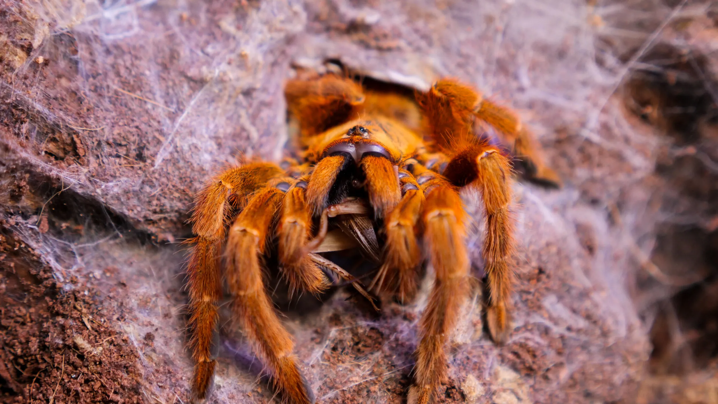 /img/19471-tarantula-habitat-maintenance.webp