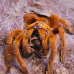 /img/19471-tarantula-habitat-maintenance.webp
