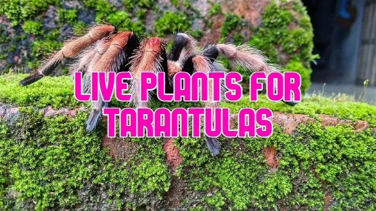 19471 tarantula habitat setup