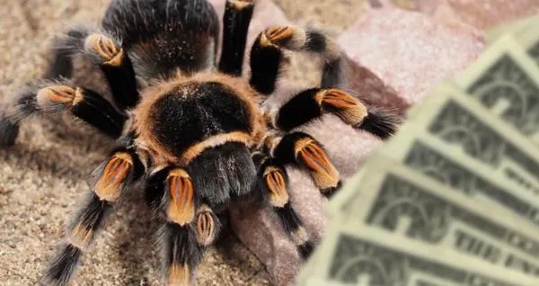 /img/19473-tarantula-in-hand.webp