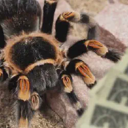 /img/19473-tarantula-in-hand.webp