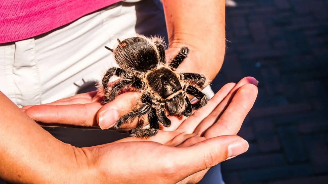 19473 tarantula molting