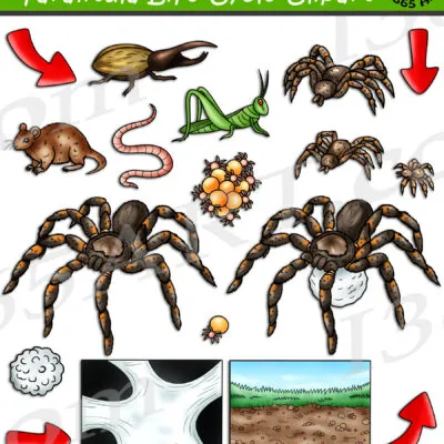 19475 tarantula mating