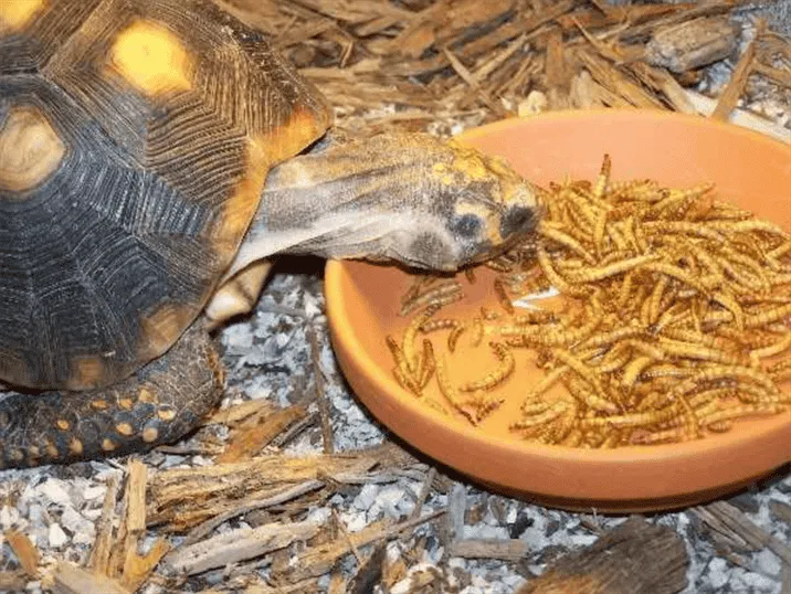 19476 crickets as tarantula food