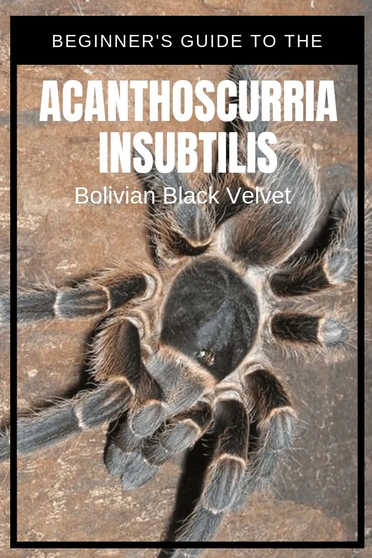 /img/19477-black-velvet-tarantula-breeding.webp