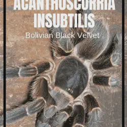 /img/19477-black-velvet-tarantula-breeding.webp
