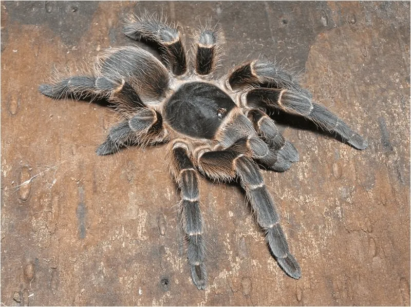 19477 black velvet tarantula burrowing