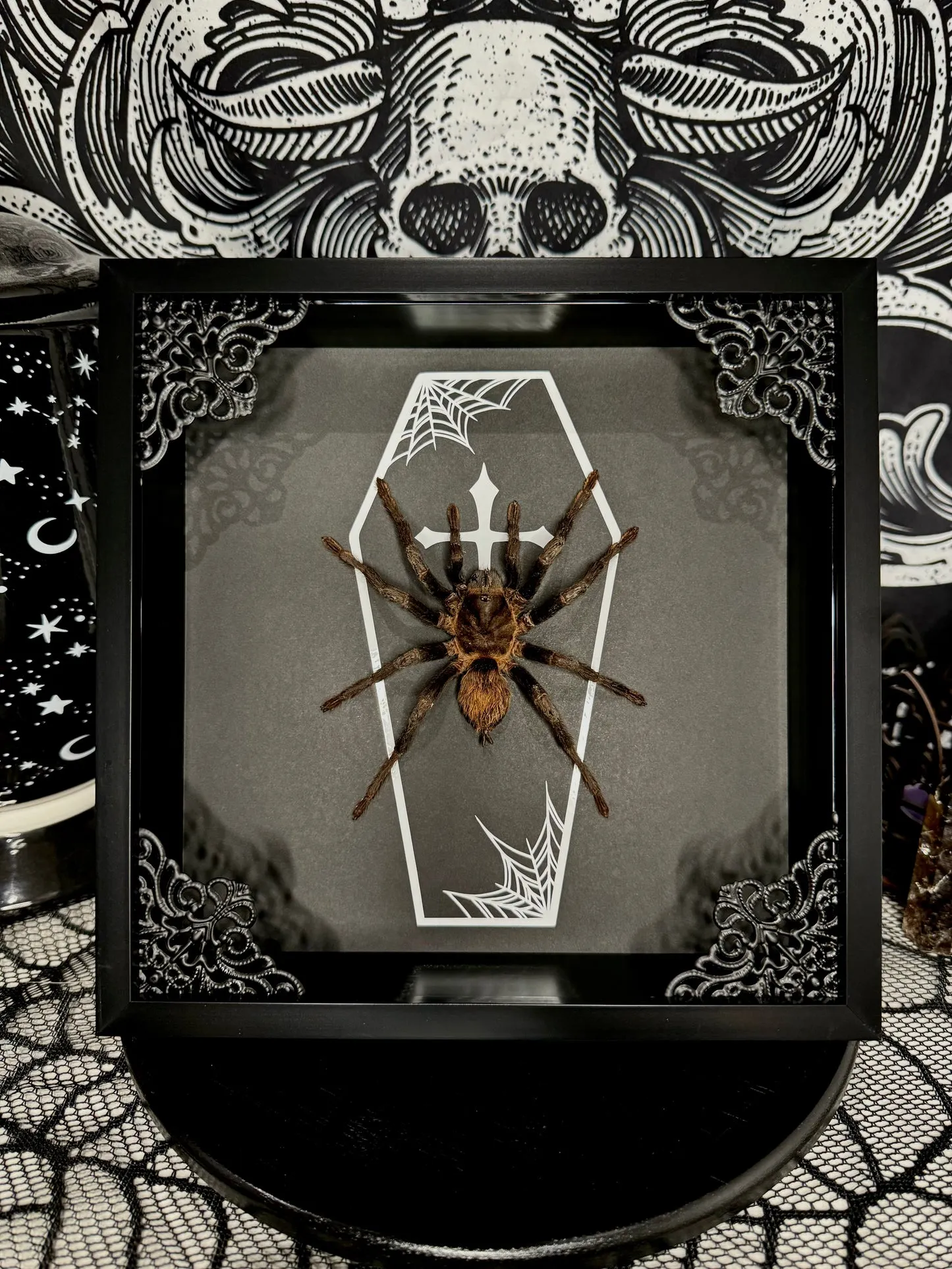 19477 black velvet tarantula enclosure