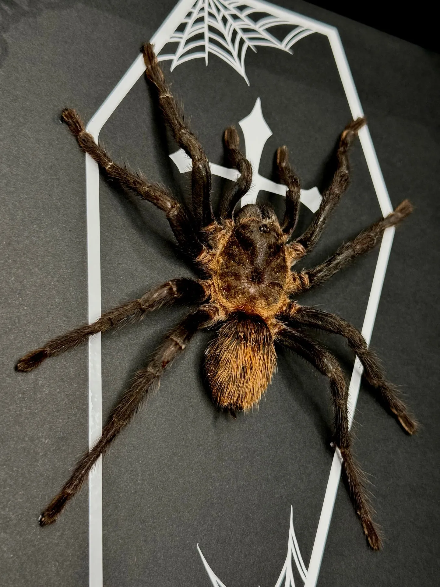 19477 bolivian black velvet tarantula feeding