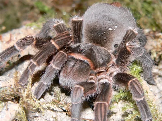 19477 bolivian black velvet tarantula habitat