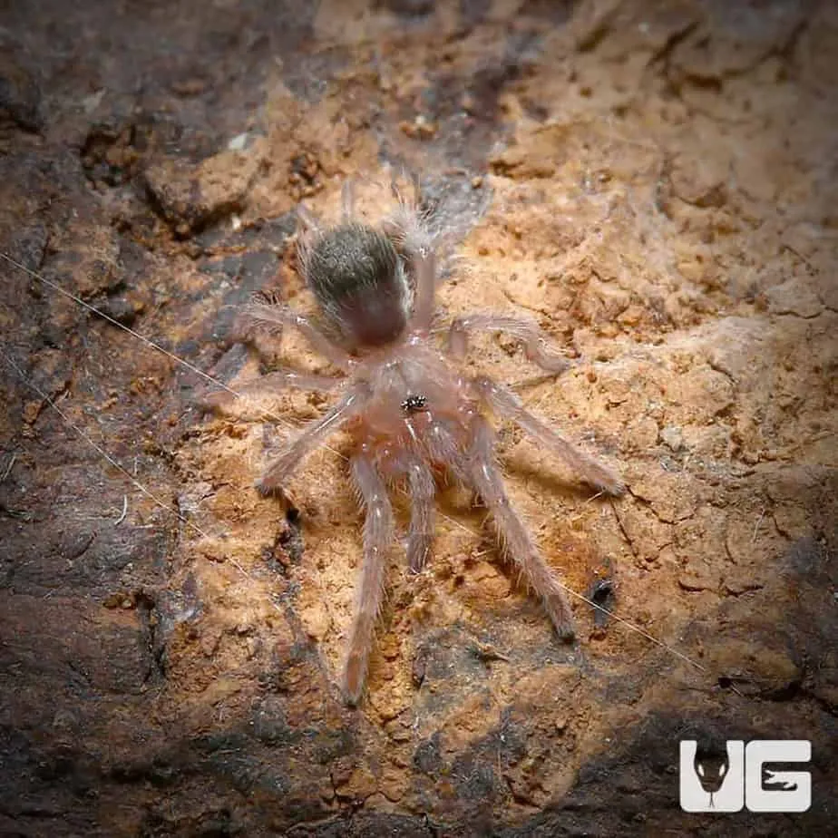 19477 bolivian black velvet tarantula molting