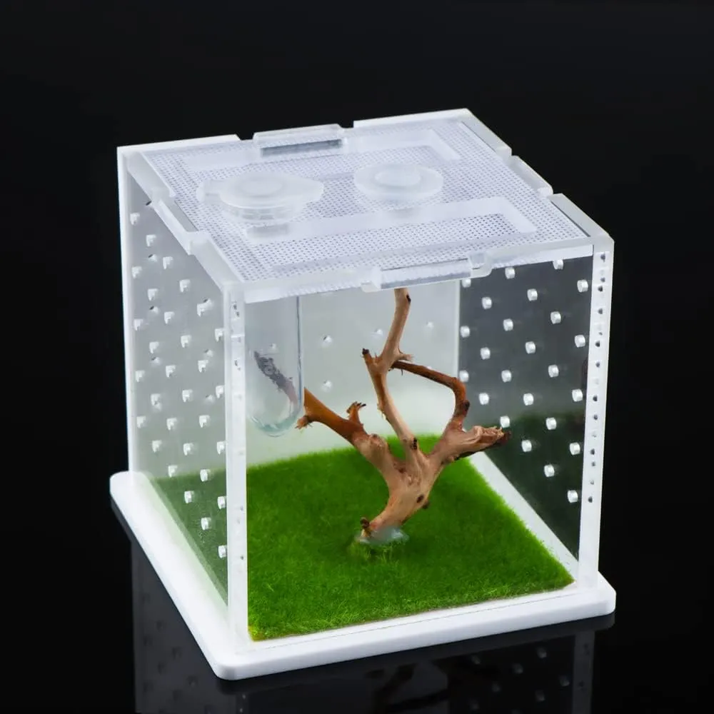 19478 male tarantula