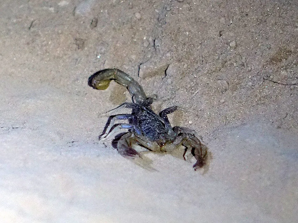 19479 desert habitat