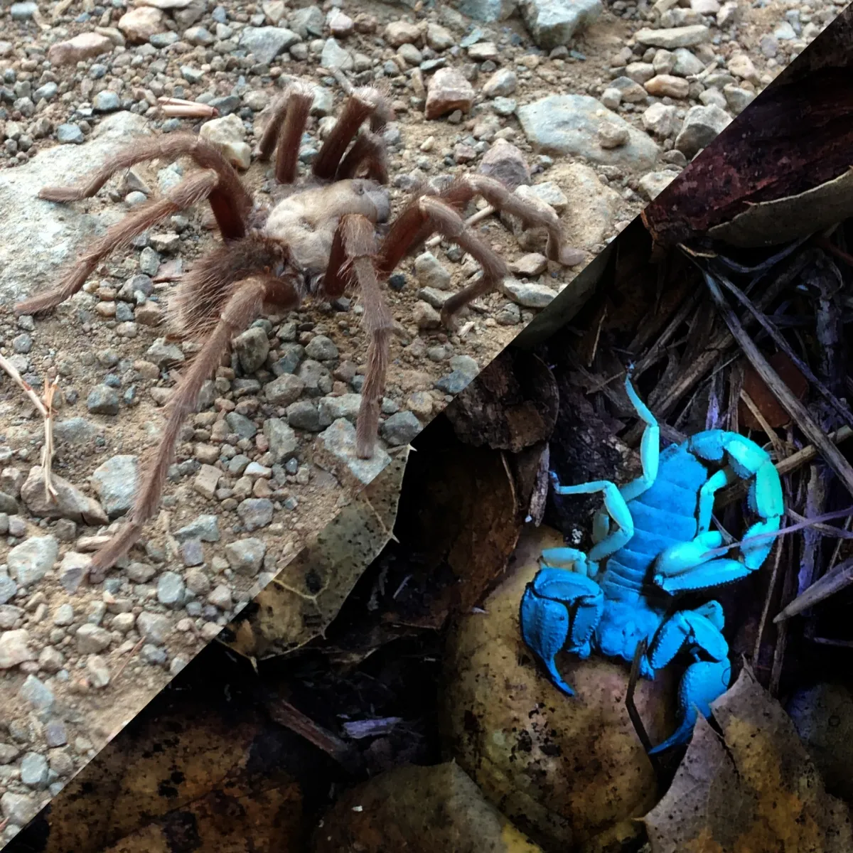 19479 tarantula resistance