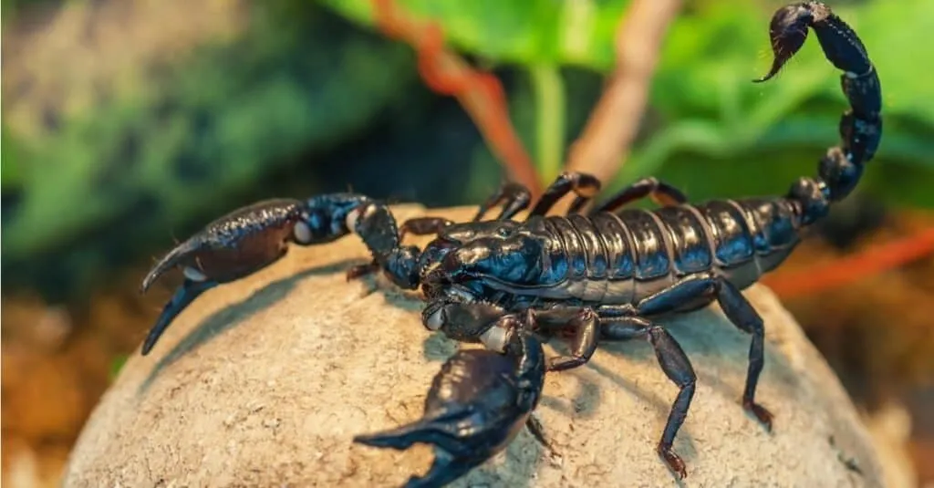/img/19479-tarantula-survival.webp