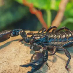 /img/19479-tarantula-survival.webp