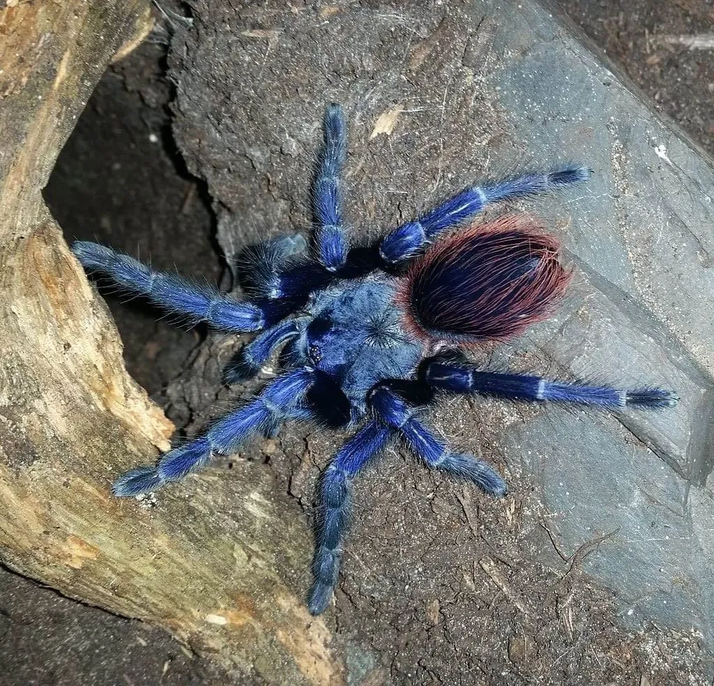 19480 brazilian blue tarantula defensive behavior