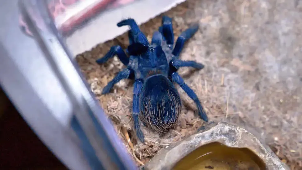 19480 brazilian blue tarantula enclosure