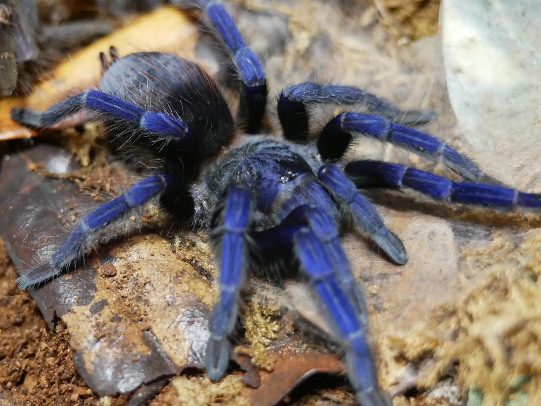 /img/19480-brazilian-blue-tarantula-misconceptions.webp