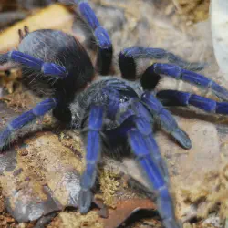 /img/19480-brazilian-blue-tarantula-misconceptions.webp