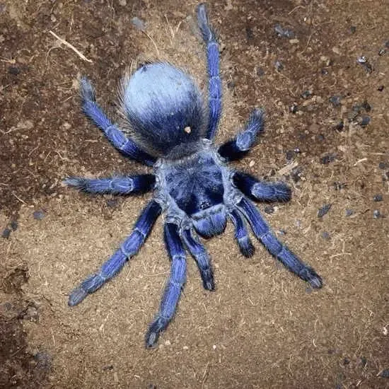 19480 brazilian blue tarantula urticating hairs